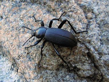 pinacate stinkbug toddshikingguide florafauna