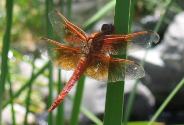 Flame Skimmer Dragonfly