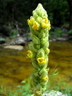 mullein common feet